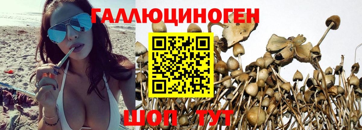Псилоцибиновые грибы Psilocybe Благодарный